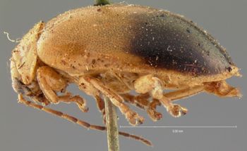 Media type: image; Entomology 18515   Aspect: habitus lateral view